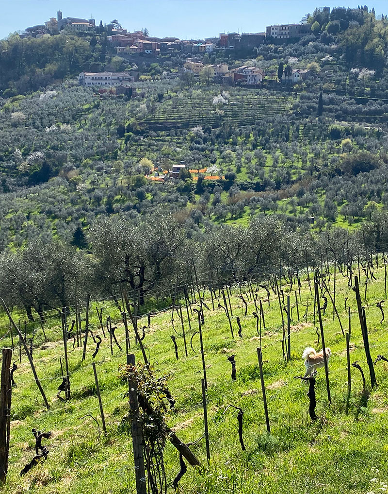 Panorama della Valdinievole in Toscana